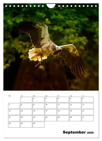 Produktbild: Raub- und Greifv&ouml;gel im Flug (Wandkalender 2026 DIN A4 hoch), CALVENDO Monatskalender