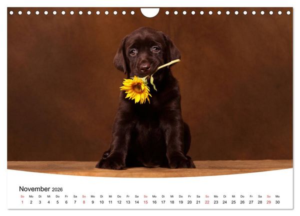 Produktbild: Labrador Welpen - Labrador Puppies (Wandkalender 2026 DIN A4 quer), CALVENDO Monatskalender