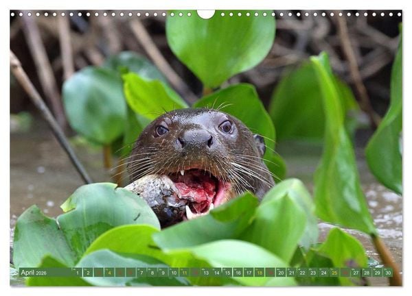 Produktbild: Riesenotter - Flussw&ouml;lfe im Pantanal (Wandkalender 2026 DIN A3 quer), CALVENDO Monatskalender