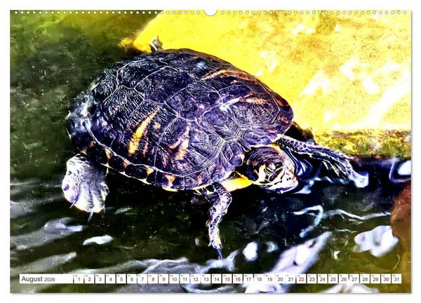 Produktbild: Schmuckschildkr&ouml;ten - Schmuckst&uuml;cke der Natur (hochwertiger Premium Wandkalender 2026 DIN A2 quer), Kunstdruck in Hochglanz