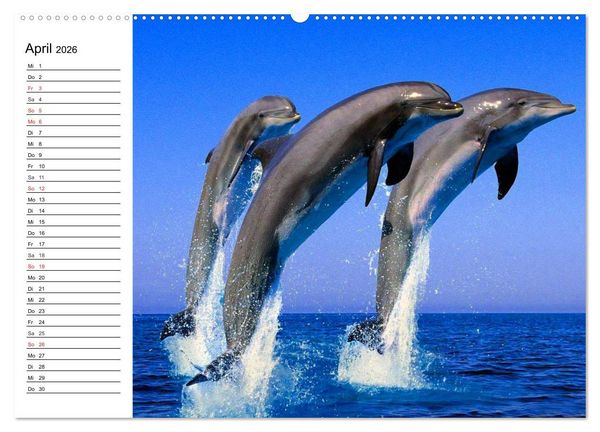 Produktbild: Delfine - L&auml;chelnde Intelligenz (hochwertiger Premium Wandkalender 2026 DIN A2 quer), Kunstdruck in Hochglanz