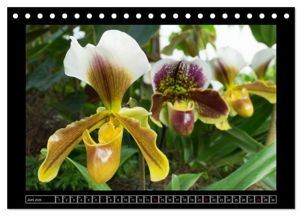 Produktbild: Frauenschuhe - die sch&ouml;nsten Orchideen der Welt (Tischkalender 2026 DIN A5 quer), CALVENDO Monatskalender