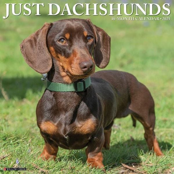 'Just Dachshunds 2025 12 X 12 Wall Calendar' 'Tierkalender'