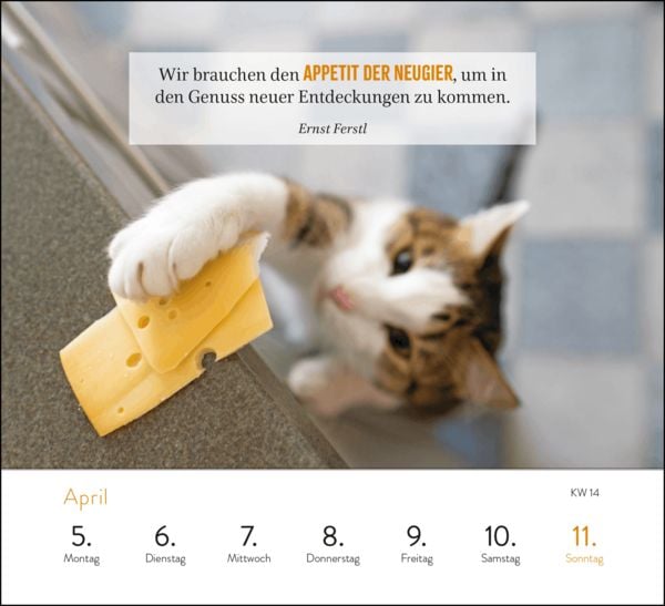 Produktbild: Wochenkalender 2027: Kluge Katzen