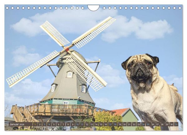 Produktbild: Reinbek mopsfidel (Wandkalender 2026 DIN A4 quer), CALVENDO Monatskalender