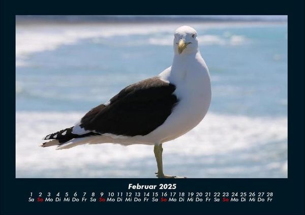Produktbild: M&ouml;wen 2025 Fotokalender DIN A4