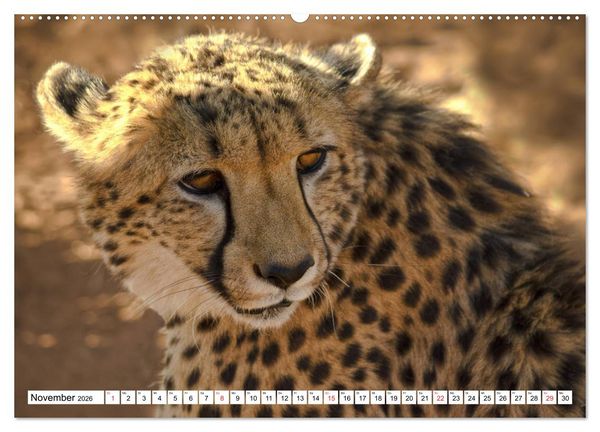 Produktbild: Namibia & Botswana (hochwertiger Premium Wandkalender 2026 DIN A2 quer), Kunstdruck in Hochglanz