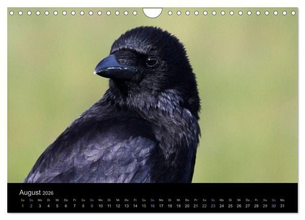 Produktbild: Rabenschwarze Impressionen - meike-ajo-dettlaff.de via wildvogelhlfe.org (Wandkalender 2026 DIN A4 quer), CALVENDO Monatskalender