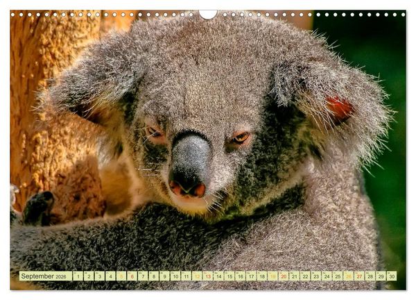 Produktbild: Koala - kleiner Teddy (Wandkalender 2026 DIN A3 quer), CALVENDO Monatskalender