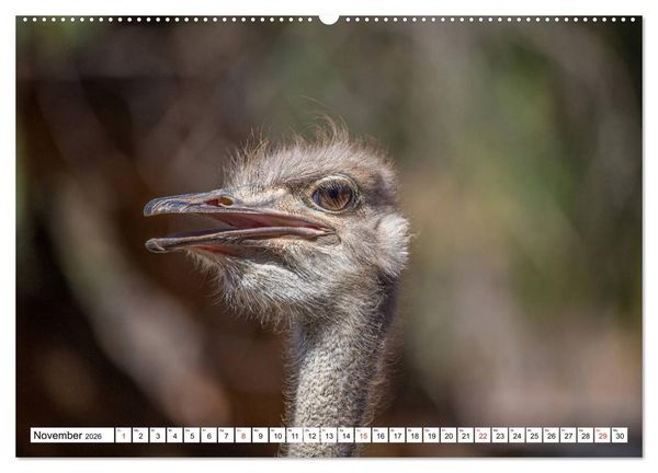 Produktbild: Wunderwelt der Tiere - S&uuml;dafrika (hochwertiger Premium Wandkalender 2026 DIN A2 quer), Kunstdruck in Hochglanz