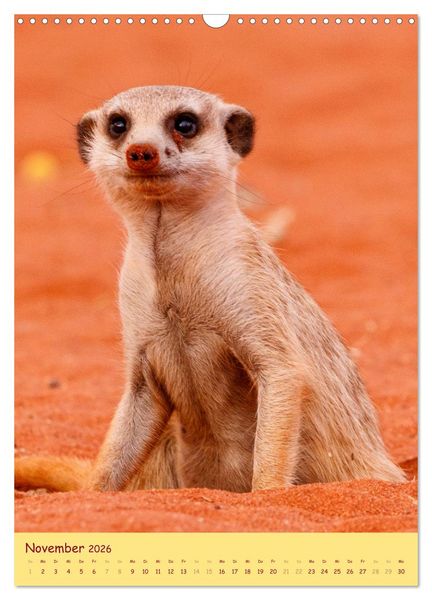 Produktbild: Erdm&auml;nnchen - Eine Kolonie in der Kalahari (Wandkalender 2026 DIN A3 hoch), CALVENDO Monatskalender