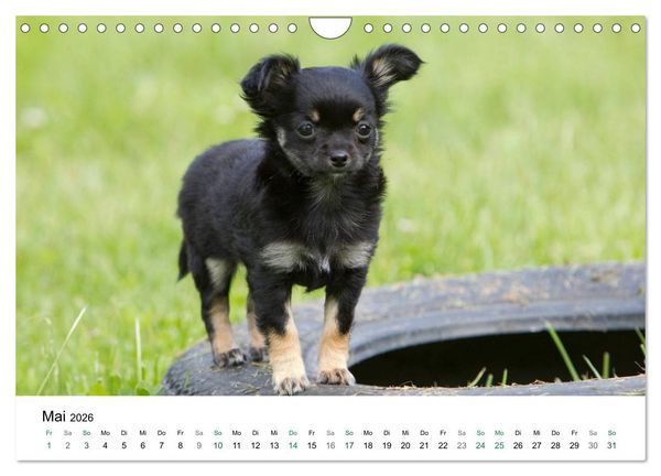 Produktbild: Chihuahuas - kleine Herzensbrecher (Wandkalender 2026 DIN A4 quer), CALVENDO Monatskalender