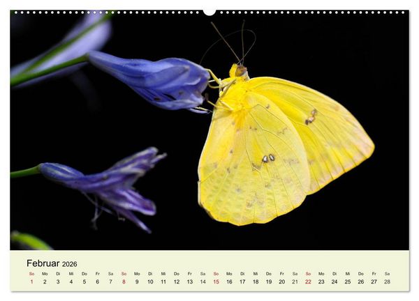 Produktbild: Insekten. Faszinierend und wichtig (Wandkalender 2026 DIN A2 quer), CALVENDO Monatskalender