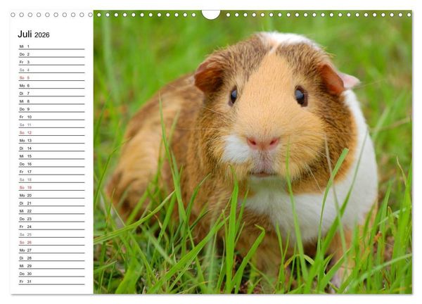 Produktbild: Meerschweinchen Niedliche Herzensbrecher (Wandkalender 2026 DIN A3 quer), CALVENDO Monatskalender