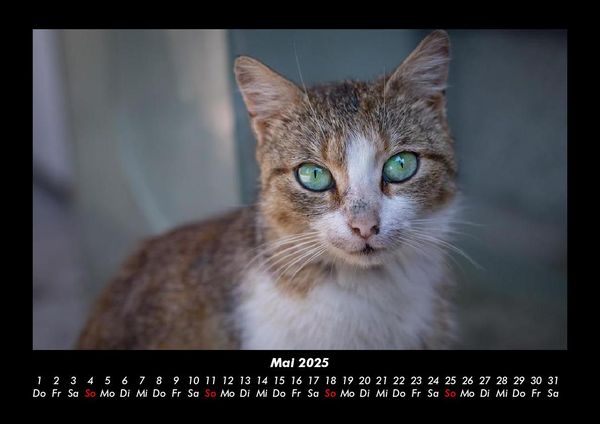 Produktbild: F&uuml;r Katzenfreunde 2025 Fotokalender DIN A3