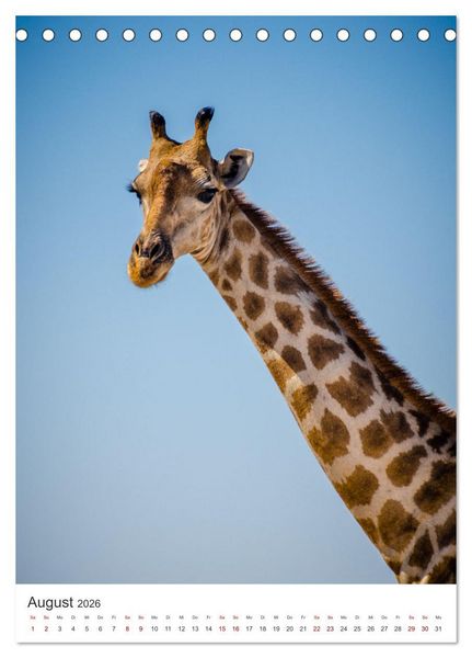 Produktbild: Giraffe - Bemerkenswerte Tiere. (Tischkalender 2026 DIN A5 hoch), CALVENDO Monatskalender
