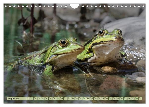 Produktbild: Fr&ouml;hliche Fr&ouml;sche (Wandkalender 2026 DIN A4 quer), CALVENDO Monatskalender