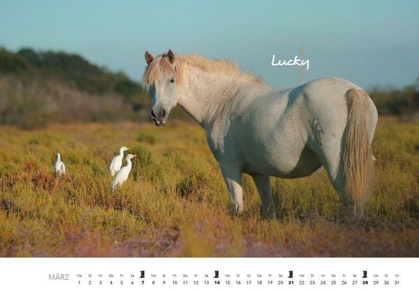 Produktbild: Pferde Kalender 2027 Wandkalender