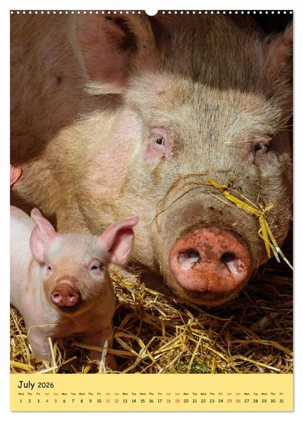 Produktbild: Just Pigs (High Quality Premium Wall Calendar 2026 DIN A2 portrait),CALVENDO 12 Month Wall Calendar