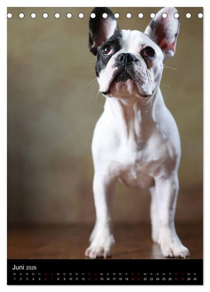 Produktbild: Bullys mit Charme - Franz&ouml;sische Bulldoggen im Portrait (Tischkalender 2026 DIN A5 hoch), CALVENDO Monatskalender