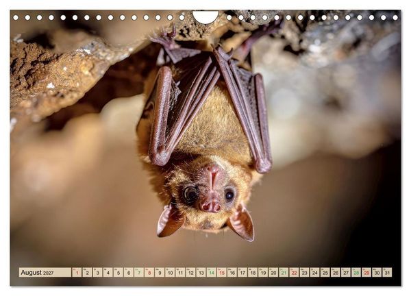 Produktbild: Die kleinsten Tiere - Weltweit (Wandkalender 2027 DIN A4 quer), CALVENDO Monatskalender