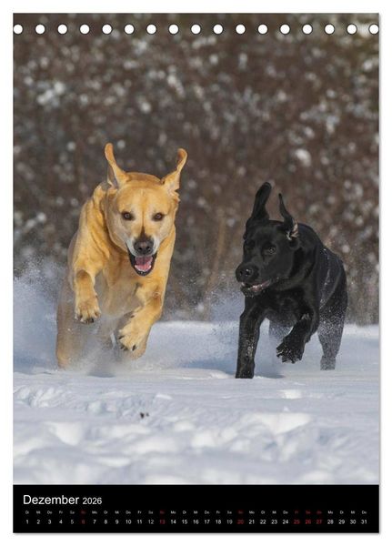Produktbild: Faszination Labrador Retriever (Tischkalender 2026 DIN A5 hoch), CALVENDO Monatskalender