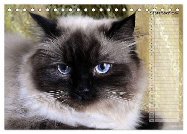 Produktbild: Katzen im Portr&auml;t / Geburtstagskalender (Tischkalender 2026 DIN A5 quer), CALVENDO Monatskalender