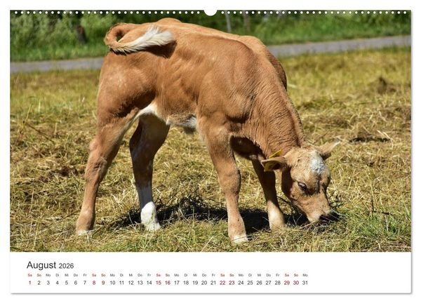 Produktbild: K&auml;lber - Kleine Herzensbrecher auf den Wiesen (Wandkalender 2026 DIN A2 quer), CALVENDO Monatskalender