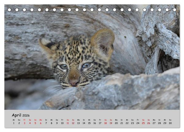 Produktbild: Leoparden - gro&szlig; und klein (Tischkalender 2026 DIN A5 quer), CALVENDO Monatskalender