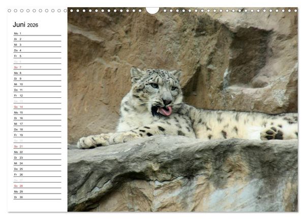 Produktbild: Der Schneeleopard (Wandkalender 2026 DIN A3 quer), CALVENDO Monatskalender