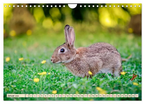 Produktbild: Feldhasen und Kaninchen (Wandkalender 2026 DIN A4 quer), CALVENDO Monatskalender