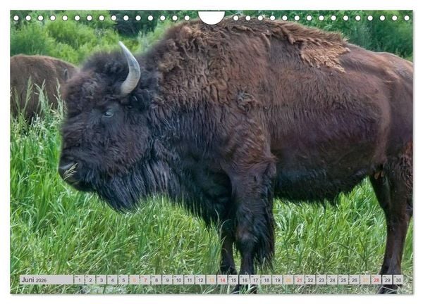 Produktbild: Bison und Wisent - Riesen mit unb&auml;ndiger Kraft (Wandkalender 2026 DIN A4 quer), CALVENDO Monatskalender