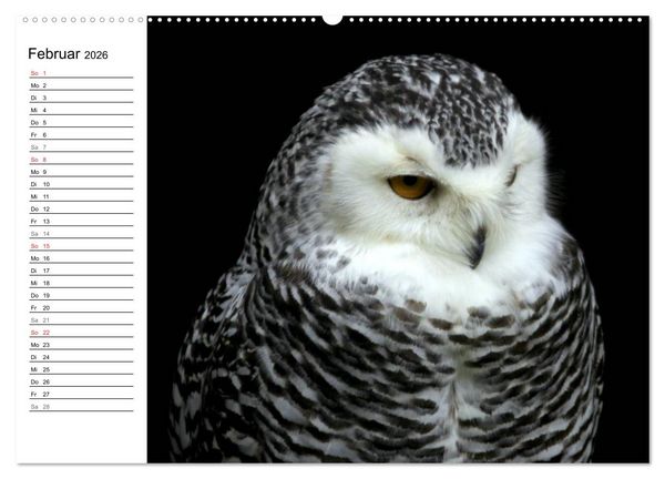 Produktbild: Greifv&ouml;gel, Eulen und K&auml;uze (hochwertiger Premium Wandkalender 2026 DIN A2 quer), Kunstdruck in Hochglanz