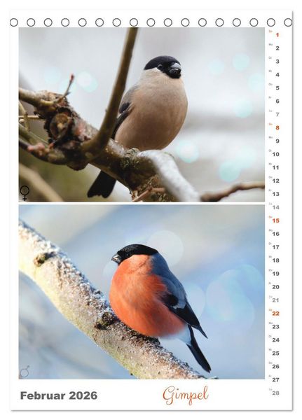 Produktbild: Vogel-Paare (Tischkalender 2026 DIN A5 hoch), CALVENDO Monatskalender