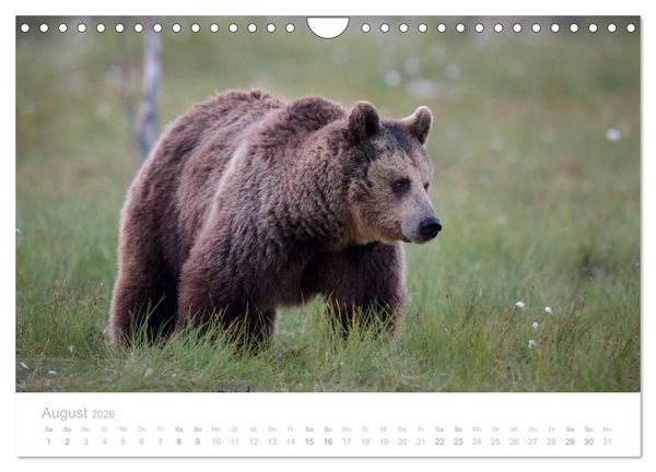 Produktbild: Braunb&auml;ren - pelzige Riesen in Finnlands W&auml;ldern (Wandkalender 2026 DIN A4 quer), CALVENDO Monatskalender