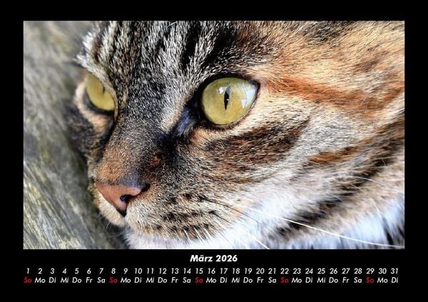 Produktbild: F&uuml;r Katzenfreunde 2026 Fotokalender DIN A3
