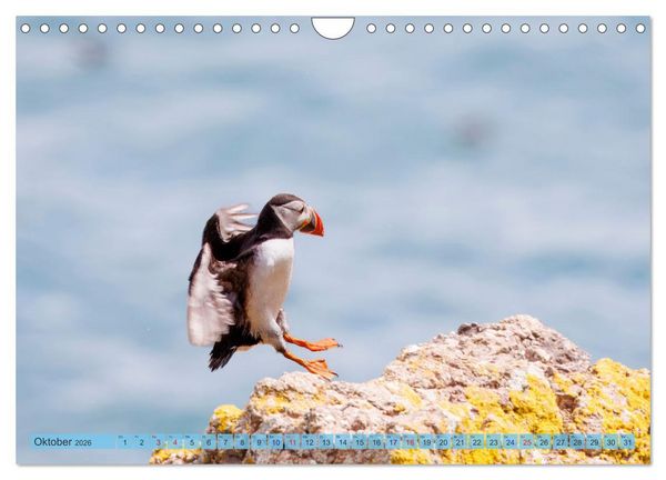 Produktbild: Papageientaucher - Farbenfrohe Flieger der Natur (Wandkalender 2026 DIN A4 quer), CALVENDO Monatskalender
