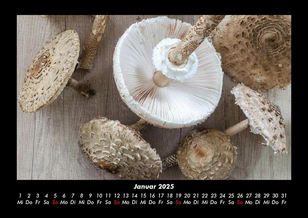 Produktbild: Pilzkalender 2025 Fotokalender DIN A3