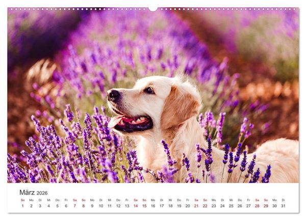 Produktbild: Golden Retriever - Die treuen Begleiter. (Wandkalender 2026 DIN A2 quer), CALVENDO Monatskalender