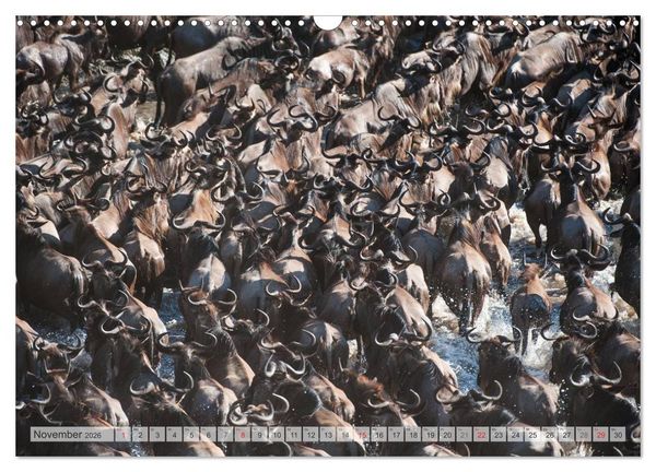 Produktbild: Emotionale Momente: Afrika Wildlife Part 2 / CH-Version (Wandkalender 2026 DIN A3 quer), CALVENDO Monatskalender