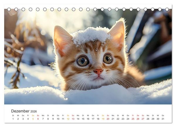 Produktbild: Katzen - Kalender f&uuml;r alle Miezenfans (Tischkalender 2026 DIN A5 quer), CALVENDO Monatskalender