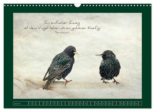 Produktbild: Stare und Weisheiten (Wandkalender 2027 DIN A3 quer), CALVENDO Monatskalender