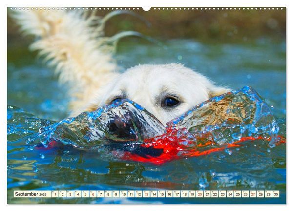 Produktbild: Golden Retriever - Freunde auf 4 Pfoten (hochwertiger Premium Wandkalender 2026 DIN A2 quer), Kunstdruck in Hochglanz