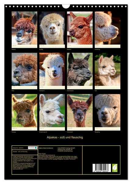 Produktbild: Alpakas - s&uuml;&szlig; und flauschig (Wandkalender 2026 DIN A3 hoch), CALVENDO Monatskalender