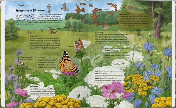 Produktbild: Wildes Leben auf der Wiese