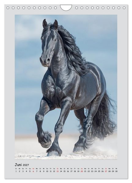Produktbild: Friesenpferde. Schwarze Eleganz in der Natur (Wandkalender 2027 DIN A4 hoch), CALVENDO Monatskalender