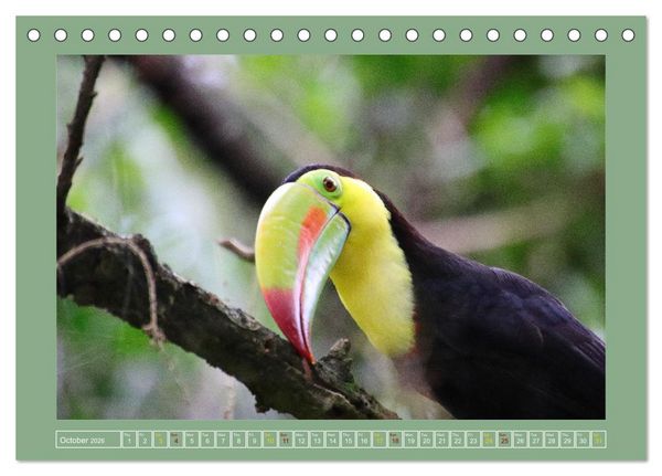 Produktbild: Some Costa Rican Birds (Desk Calendar 2026 DIN A5 landscape), CALVENDO 12 Month DeskCalendar