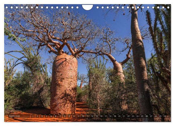 Produktbild: Zauberwald Ifaty &middot; Traumhafte Baobabs in Madagaskar (Wandkalender 2026 DIN A4 quer), CALVENDO Monatskalender
