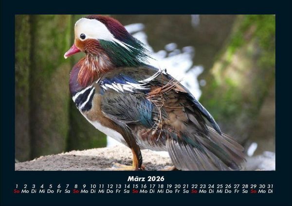 Produktbild: Enten 2026 Fotokalender DIN A4