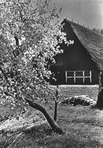 Produktbild: Historische Ansichten von Finkenwerder